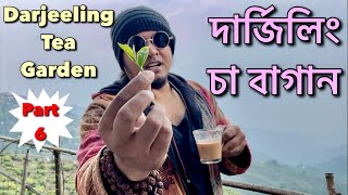 দার্জিলিং চা বাগান || Darjeeling Tea Garden || Tourist Places in India || North Bengal Travel Places