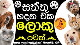 සත්තු හදන එක ලොකු පවක් නොදැන තිරිසන් අපාය හුරතල් කරන්න එපා | VEN.PIYADASSI@wassanadarmadeshana9842