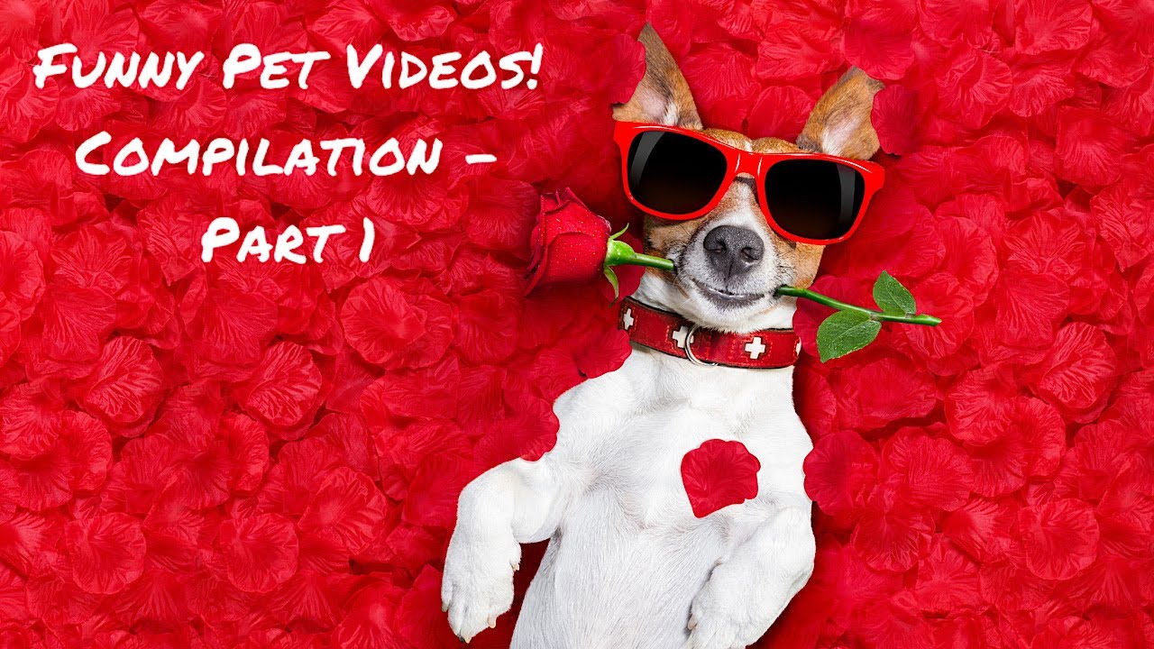 Funny Pet Videos Compilation Part 1 Youtube