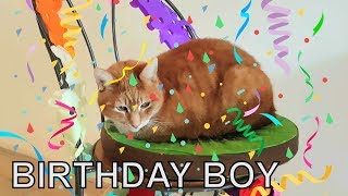 Alvi cat : birthday boy