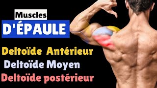 Exercice Épaules efficace pour développer les muscles | Meilleurs exercices d’épaules pour débutants