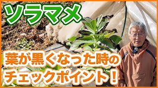 家庭菜園や農園でソラマメの葉が黒く変色した時のチェックポイント！変色したときの注意点と確認方法を徹底解説！【農園ライフ】