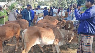 @আজ ২৪ ডিসেম্বর ২৪ | প্রচুর চাহিদা সম্পূন্ন শাহিওয়াল জাতের ষাঁড় বাছুর গরুর দাম | আফতাবগঞ্জ হাট | দিঃ