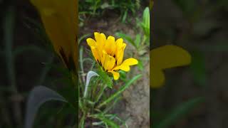 sun flower status Natrual beautiful✨✨ #gardenflowers #rosé #viralvideo #flower #prabhat # #garden