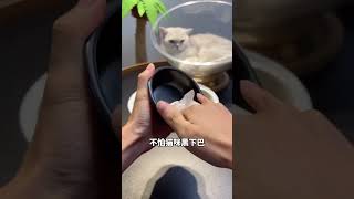 家里小猫不爱喝水的可以试试这款黑白陶瓷碗 #陶瓷猫碗 #新手养猫 #萌宠好物