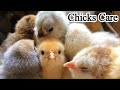 How to Care for Baby Chicks | Baby Chick Care Basics | Dr. ARSHAD