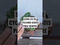 SEMILLAS GRATIS DE CYCLAMEN (PARA SIEMPRE) | en20metros #shorts