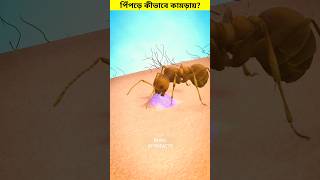 পিঁপড়ে আমাদের কামড়ায় কীভাবে? 😳 #shorts #ants #bite