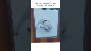 Dog Chases His Tail While Playing In Snow