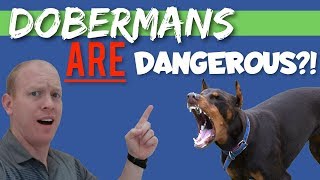 How Dangerous Can a Doberman Really Be?