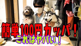 100円で保護犬トイプードルのカッパを作ってみた　ハスキー犬