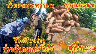 สามีฝรั่งทำอะไร?ชีวิตเรียบง่ายแต่เต็มไปด้วยความสุข,เข้าสวนถอนแครอทเก็บยอดกะหลำดาวทำกับข้าว,สุกี้ทะเล