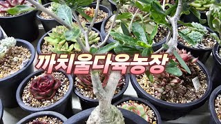 12/15 일요일, 매일 찿아주시는 모든분께~진심감사드립니다 ~♡까치울다육 시흥시죽율로16 010-8648-2718