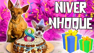 FELIZ ANIVERSÁRIO NHOQUE!! O CACHORRO QUERIDINHO DO BRASIL!