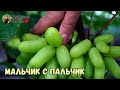 Обзор ультраранних и ранних сортов винограда