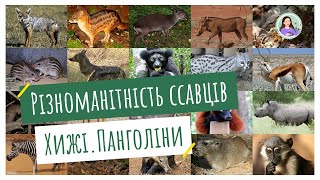 Різноманітність ссавців. Хижі. Панголіни