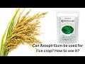 Can Azospirillum be used for rice crop? How to use it?