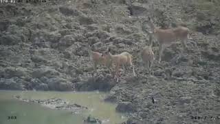 ಮಿಂಚಿನ ವೇಗದ ಬೇಟೆ,lighting fast hunting.