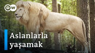 Tanzanya'da aslanlarla bir arada yaşamak