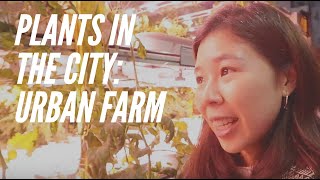 Plants In The City Ep.01: URBAN FARM IN SYDNEY!