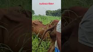 கீர் மாடு வளப்பு | கிர் மாட்டு பண்ணை | successful gir farm | gir cow sales