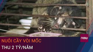 Tuyên Quang: Chơi lớn nuôi cầy vòi mốc (chồn mốc), thu 2 tỷ/năm | VTC Now