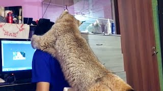 猞猁捂住主人眼睛“猜猜我是谁”，被猜到后，猞猁的动作笑翻众人