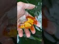 Flesh Eating Bacteria- How to Euthanize a Goldfish