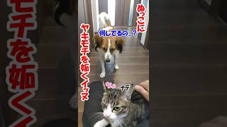 ぬっこにヤキモチを妬くイッヌ【コーイケルホンディエ】【保護猫】