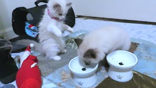 世界一凶暴なラグドールの子猫と新入り子猫が隣同士でご飯を食べたらこうなりました... 前編