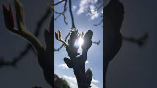 Common walnut - twig, buds \u0026 young leaves in the sun - April 2021