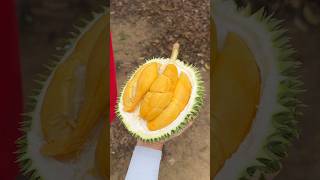 God-given Tropical Fruit Durian Unboxing Skills