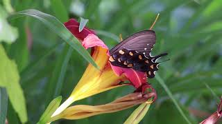 Spicebush Swallowtail Dives Deep into Daylilies