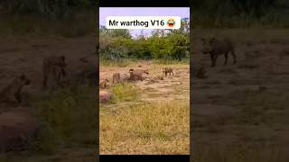 MR Warthog V16 Want to Flight with 5 Wildog || Mr Warthog Violence Master||😂😂😂😂