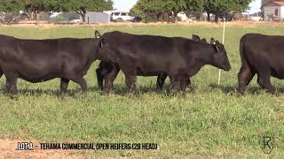 Lot A  Tehama Commercial Open Heifers