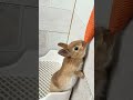 can the cute bunny get carrots