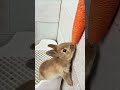 can the cute bunny get carrots