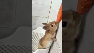 Can the cute bunny get carrots?