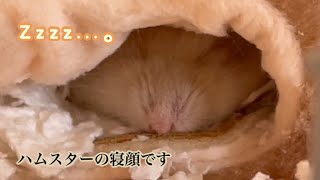 【動物映像】ハムスターの寝顔って本当に可愛い！　#shorts