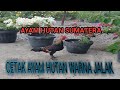 AYAM HUTAN JALAK || AYAM HUTAN KETURUNAN