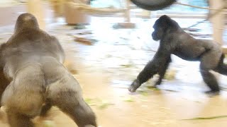 The Tense Between Silverback Gorilla and His Son Still Remains | The Shabani Group