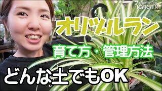 オリヅルラン　育て方　管理方法　ランナーで増える　ユリ科の植物　土質こだわらない【おうちでガーデニング】開花園チャンネル