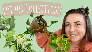 my entire pothos and scindapsus houseplant collection!