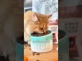 猫猫挑食真的不难办，不需要太焦虑 猫咪挑食 猫粮推荐 卫仕la20猫粮 养猫经验分享 科学养宠攻略