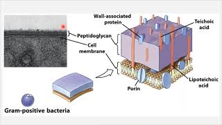 BIO 205 - Chapter 3 - The Cell