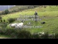 Brilliant Sheep Herding Demonstration Using Border Collies