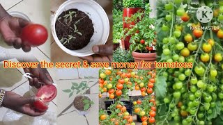 With this secret method you will never buy tomatoes again if you have small backyard. space.#tomatoe