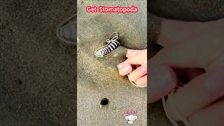 Catch Stomatopoda at the beach on weekends. Simple tools to catch it 。   週末海邊趕海抓皮皮蝦，簡簡單單的工具，就能抓到皮皮蝦了