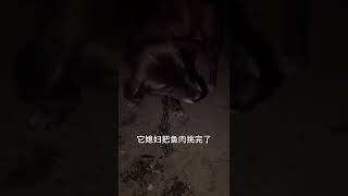 看家护院一个人包了 好吃的却从来让媳妇先吃 或者捡媳妇吃剩下的 豆真是个无比幸福的狗子#大黑