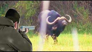 Hunting without limits with African buffalo hunting Black Death